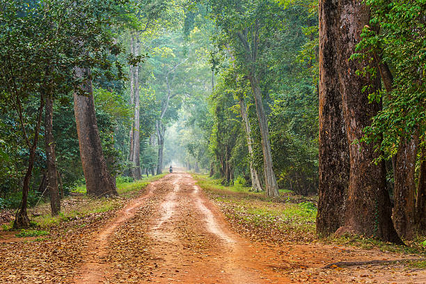 istock Dirt road leading towards forest 460212709