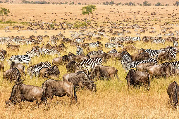 The annual Great Migration of wildebeest and other grazing herbivores across the Serengeti-Mara ecosystem is one of the greatest spectacles in the natural world. About 200 000 zebra and 500 000 Thomson's gazelle ...and one-and-a-half million wildebeest partake to this journey !