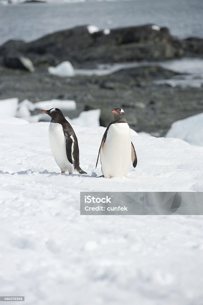 Dois penguins - Royalty-free Andar Foto de stock