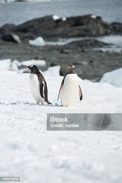 Dois Penguins - Fotografias de stock e mais imagens de Andar - Andar, Animal, Animal selvagem