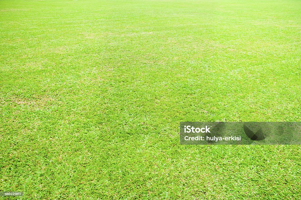 трава - Стоковые фото Без людей роялти-фри