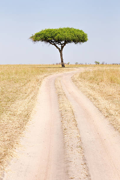 istock African Acacia Trees at Savannah under wind condition 460223581