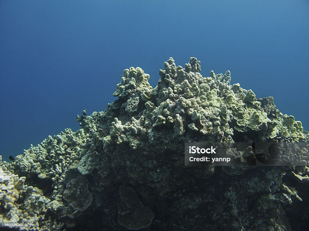Coral mountain Mountain of coral reef in the pacific ocean Animal Stock Photo