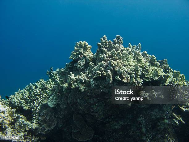 Coral Mountain Stock Photo - Download Image Now - Animal, Animal Wildlife, Animals In The Wild