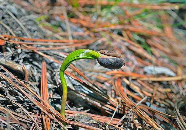 istock Plantlet of cedar 460234309