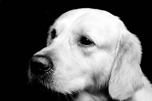 istock Headportrait Golden Retriever b/w 460235723