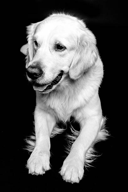 istock Laying Golden Retriever b/w 460239437