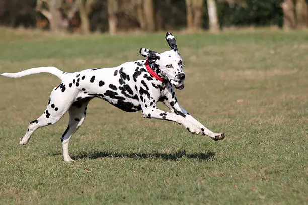 Photo of Dalmatian running with ball