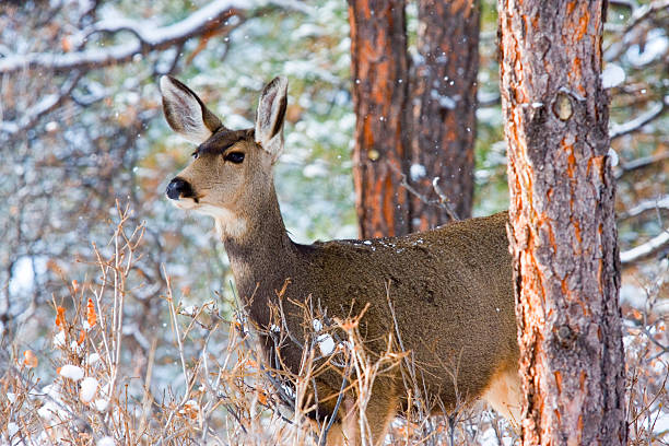 istock Colorado Mule Deer in the Wintertime Snow 460245165