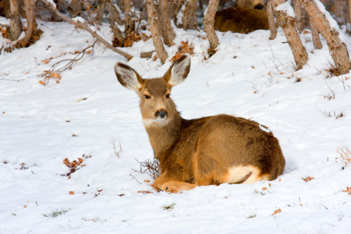 Doe mule deer resting in the snow after a Colorado snowstorm.