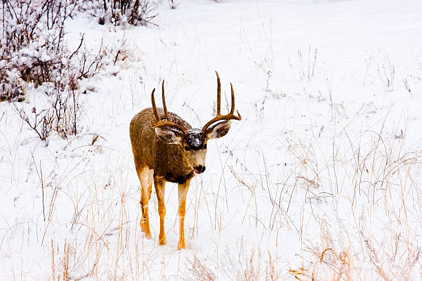istock Colorado Mule Deer in the Wintertime Snow 460245231