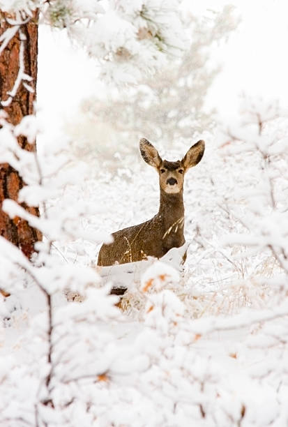 istock Colorado Mule Deer in the Wintertime Snow 460245347