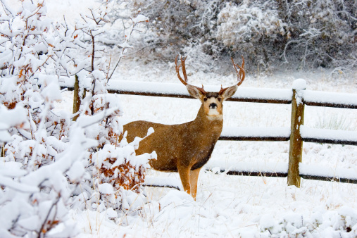 Huge buck mule deer with massive antlers brave a cold Colorado winter snowstorm