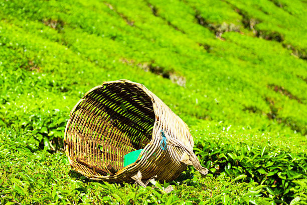 istock Basket of tea picker 460247083