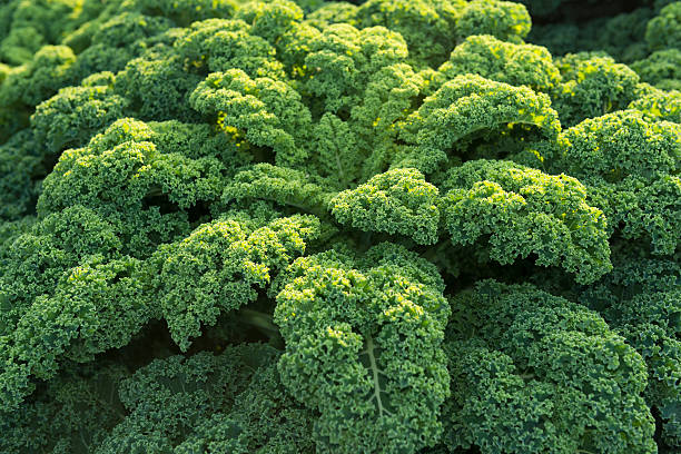 Green cabbage ( Brassica oleracea var. sabellica L. ) stock photo