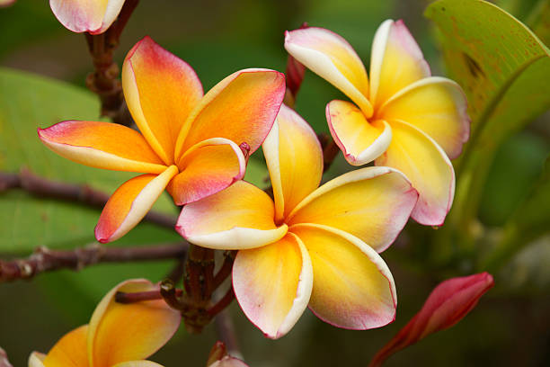 istock Fragrant frangipani flowers for relaxation. 460250675