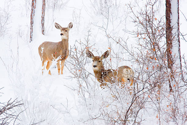 istock Colorado Mule Deer in the Wintertime Snow 460251285