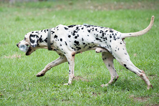 istock dalmatian spotty dog pet 460253895