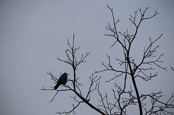 istock Silhouette of big crow on the tree 460257385