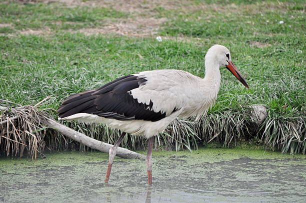 istock Stork hunting in the water 460257387