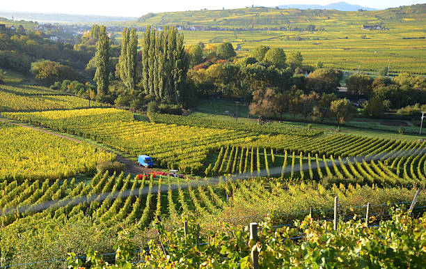 Vineyards of Alsace, France in the fall stock photo