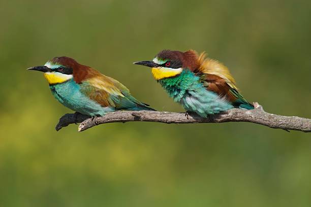 istock Bienenfresser, Merops apiaster, European Bee-eater in courtship 460257675