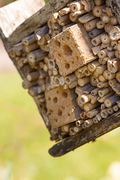 istock Insect Friendly Garden Habitat 460261485