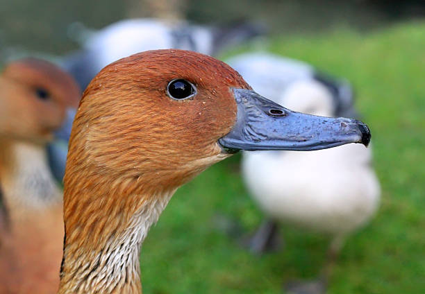 istock Portrait of duck 460263835