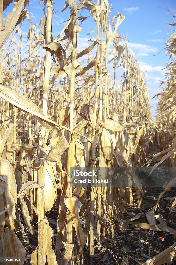 Corn Rows Up Close Close Up Corn Rows Stock Photo - Download Image Now - Agricultural ...
