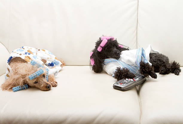 istock Two Lazy Dogs and Remote 460270251