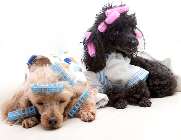 istock Lazy Dogs On The Couch 460270311