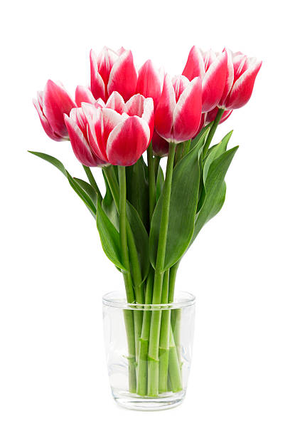 Red tulips stock photo