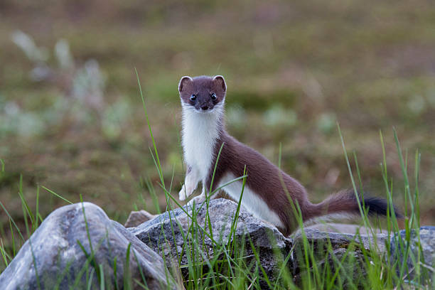 Hermelin, Mustela erminea, stoat young stoat in summer fur hermelin mustela erminea stoat stock pictures, royalty-free photos & images