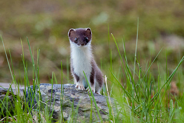 Hermelin, Mustela erminea, stoat young stoat in summer fur hermelin mustela erminea stoat stock pictures, royalty-free photos & images