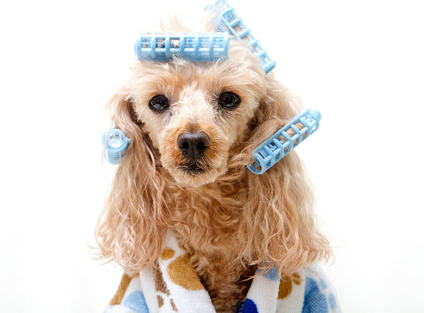 istock Blue Curlers on Dog Portrait 460272635
