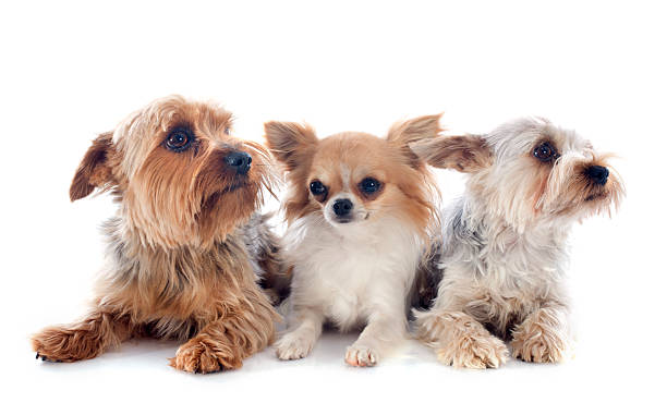istock yorkshire terriers and chihuahua 460272637