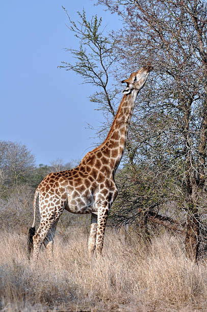 istock Female Giraffe in Africa 460272745