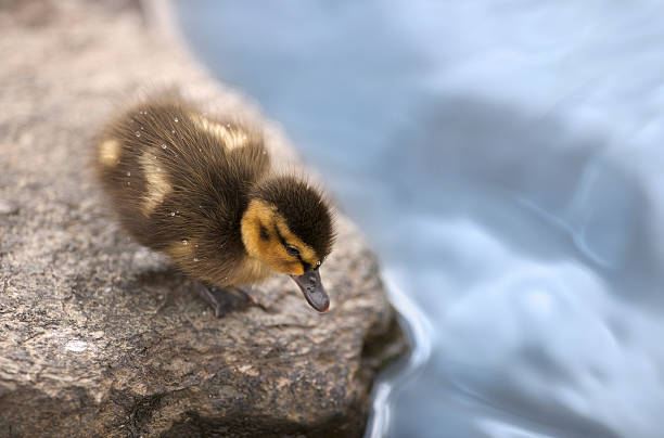 Duckling standing on rock near pond