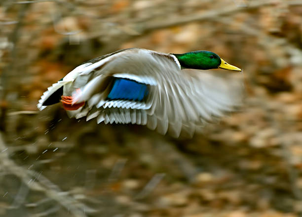 istock Mallard duck flying in the air 460274047
