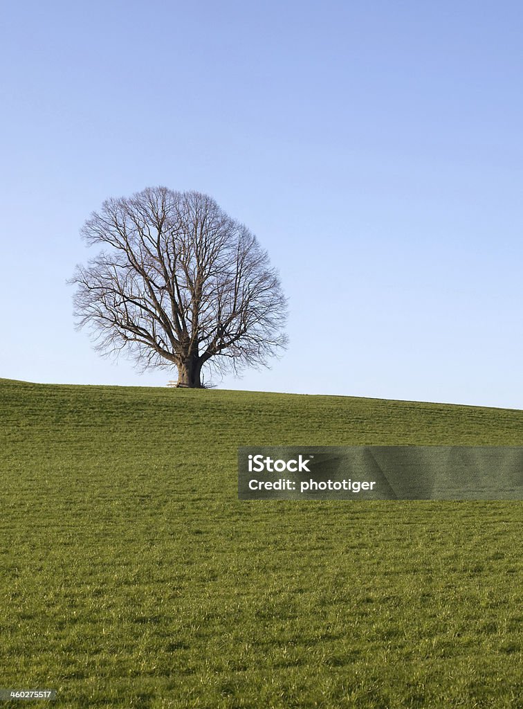 Baum mit Wiese und Himmel - Lizenzfrei 21. Jahrhundert Stock-Foto