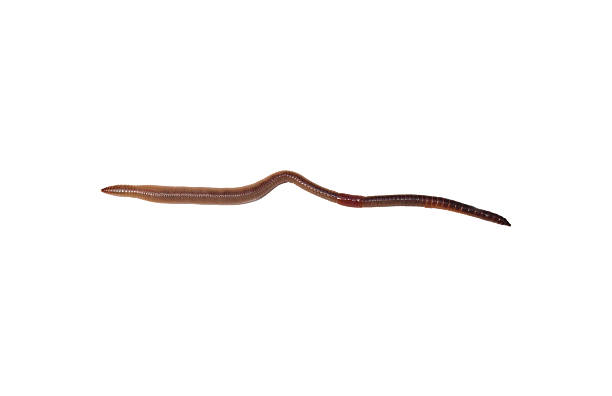 Earthworm stock photo