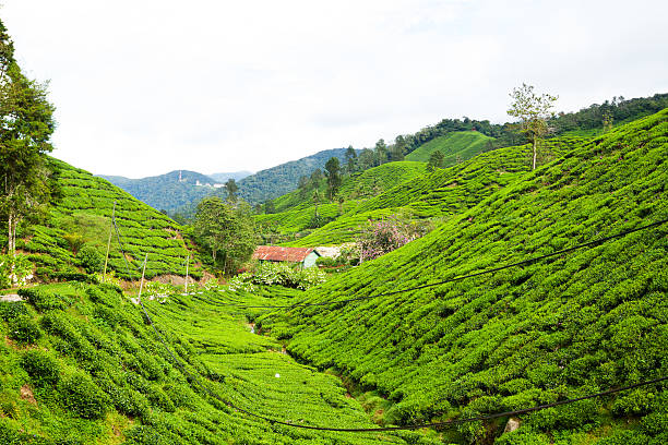 istock Valley in tea plantation 460279391