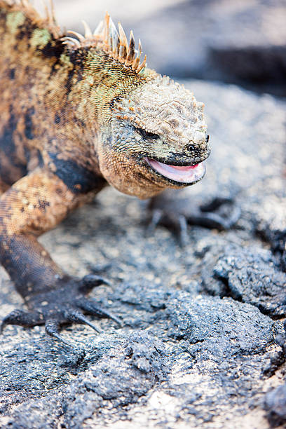 istock Male marine iguana 460280011