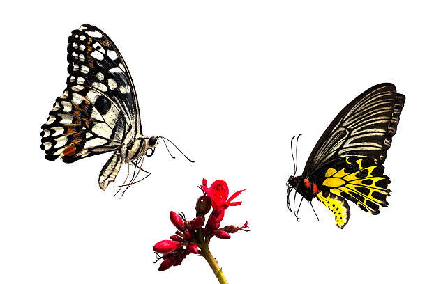 istock butterfly thailand isolated on white background 460284281