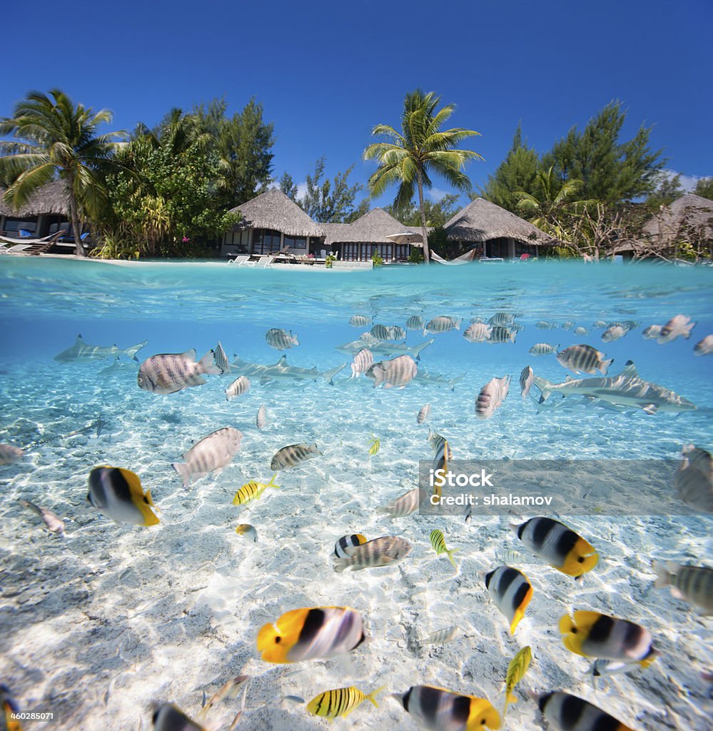Tropische Insel unter und über Wasser - Lizenzfrei Insel Tahiti Stock-Foto
