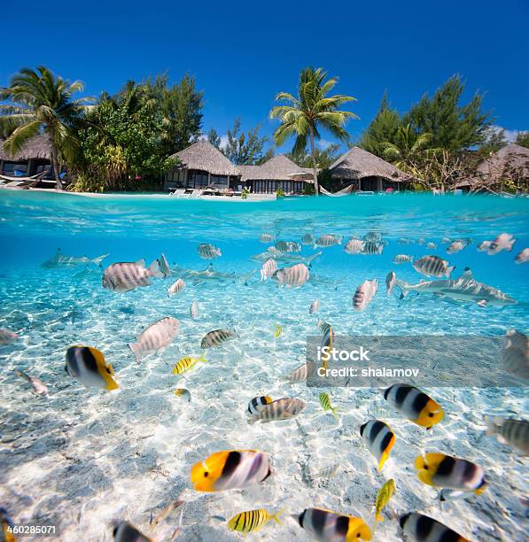 Tropische Insel Unter Und Über Wasser Stockfoto und mehr Bilder von Insel Tahiti - Insel Tahiti, Natur, Idylle