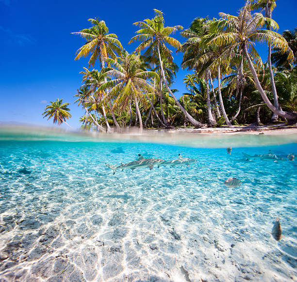istock Tropical island under and above water 460285099