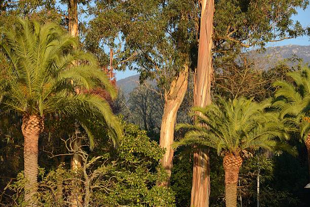 тропический лес, eucalyptus - eucalyptus tree tree australia tropical rainforest стоковые фото и изображения