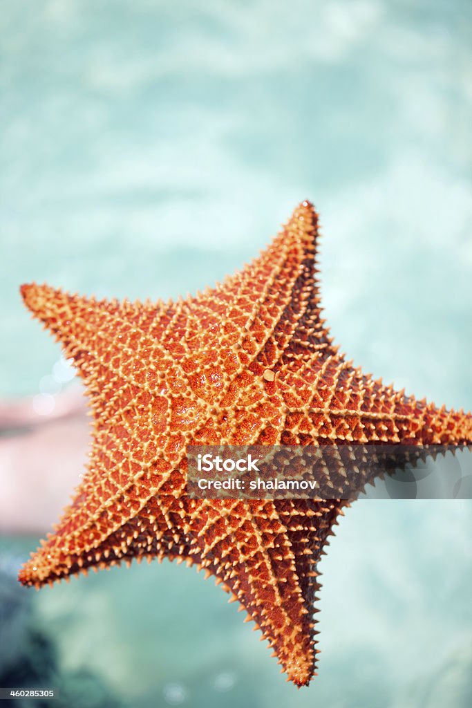 Red starfish Close up of red starfish in a tropical water Animal Stock Photo