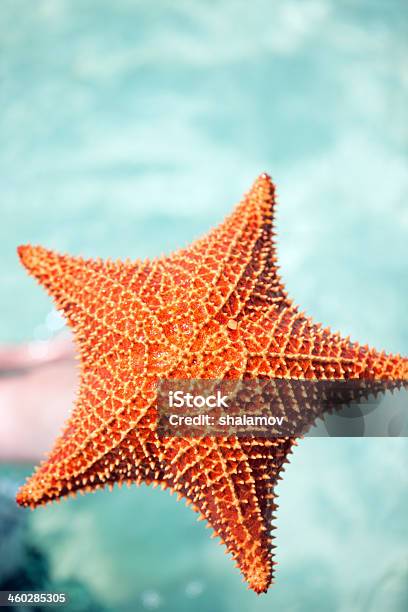 Red Starfish Stock Photo - Download Image Now - Animal, Beauty In Nature, Close-up